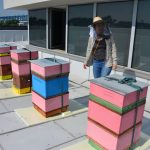 Ule na dachu budynku AGH