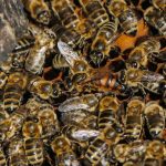 Pszczoły
